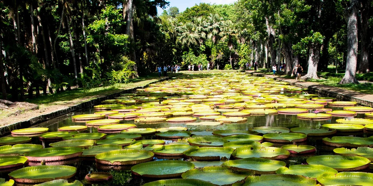 7. Pamplemousses Botanical Garden - A Flower Freak Show.