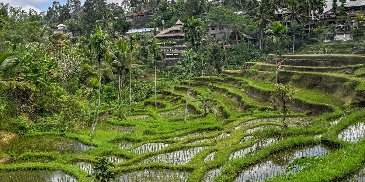 8. Tegallalang Rice Fields- Picturesque Beauty.