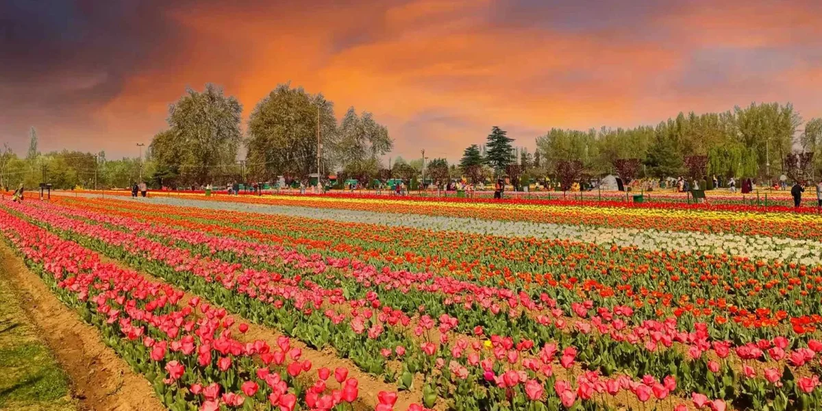 Visit the Tulip Garden in Srinagar
