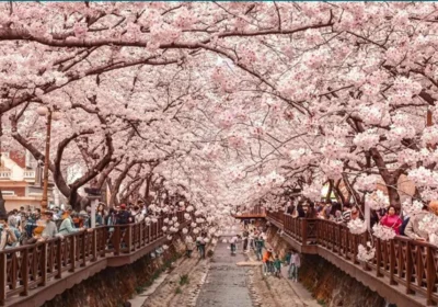 Best Time to Visit Japan