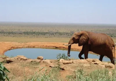 National Parks in Kenya