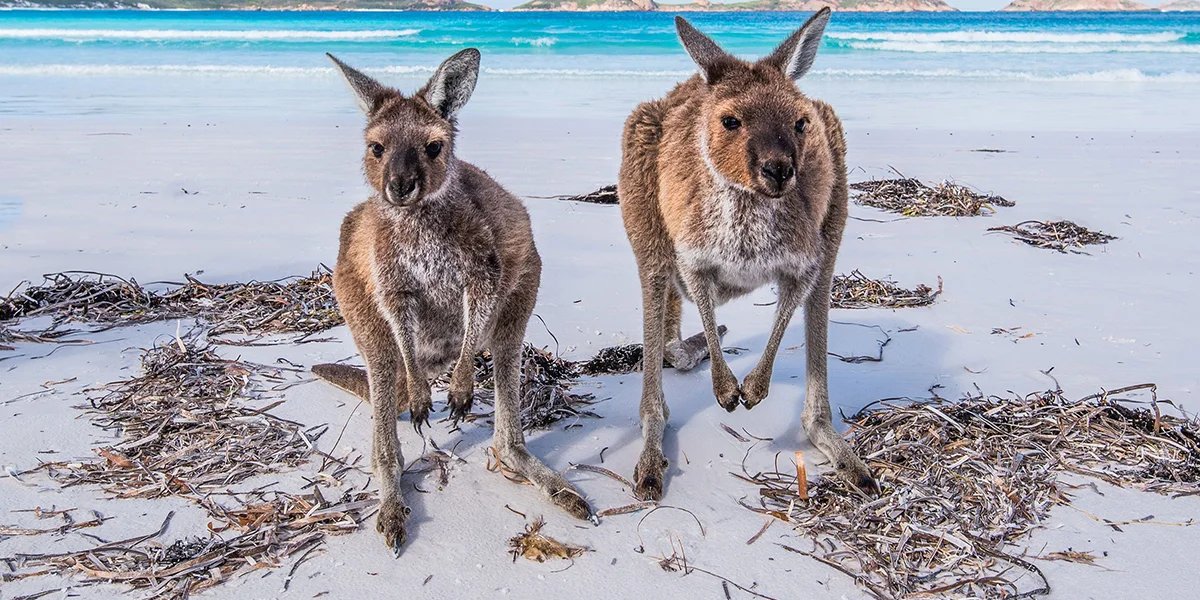 9. Lucky Bay -Where Kangaroos Meet the Sea.