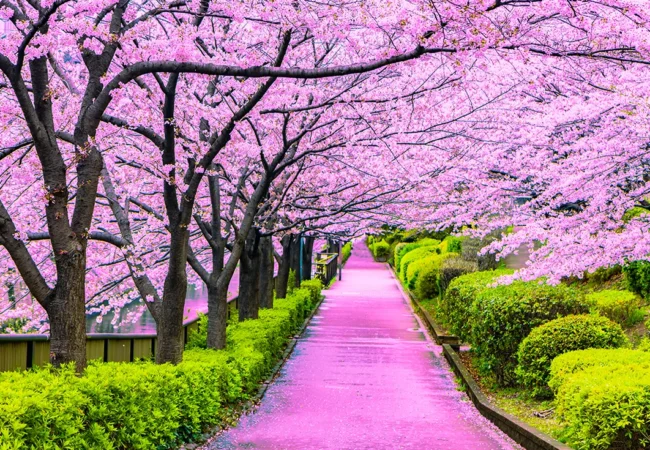 Japan Cherry Blossom Tour Package
