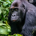 best time to visit Congo