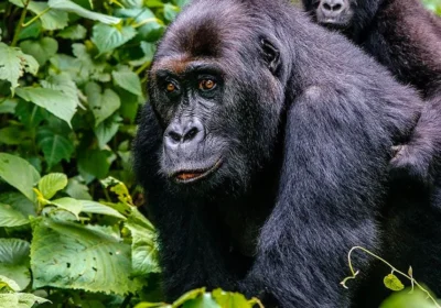 best time to visit Congo