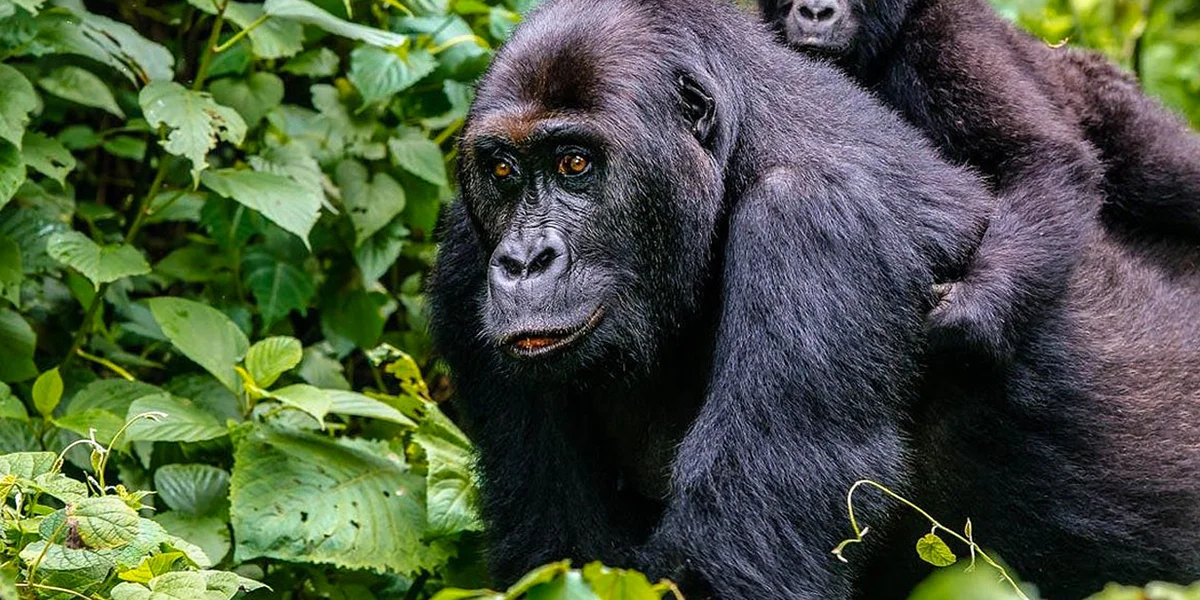 best time to visit Congo