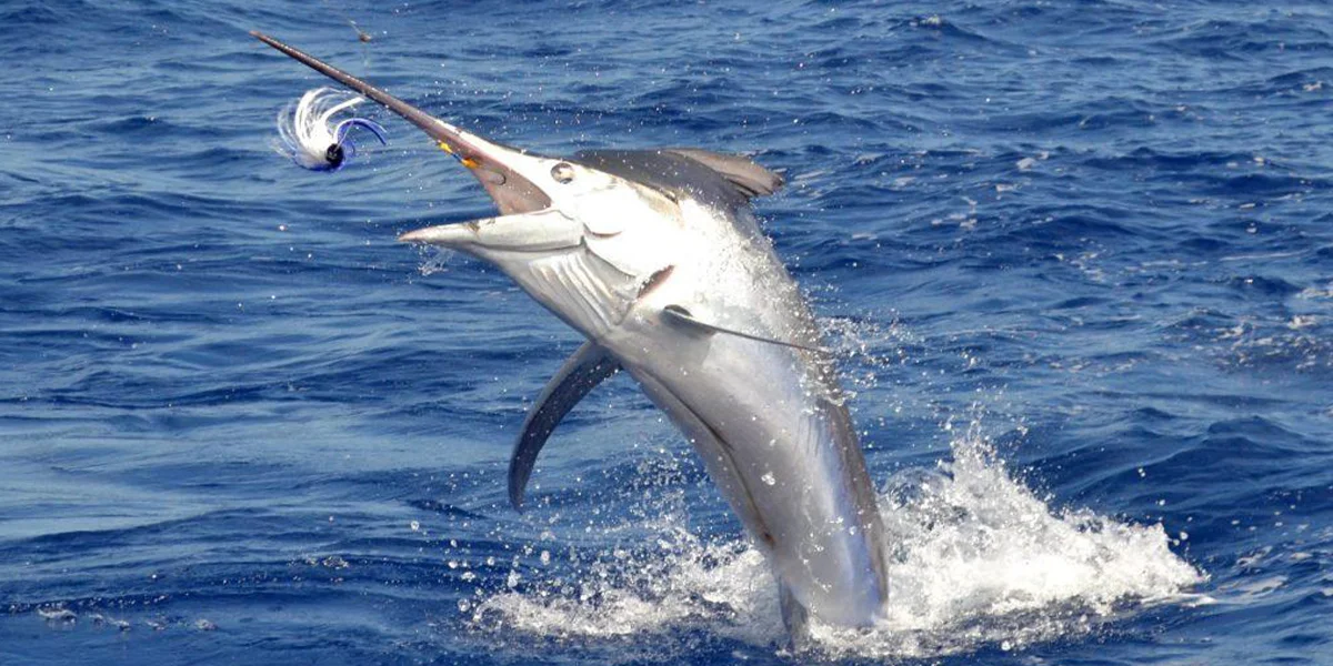 Adventure Experiences in Mauritius