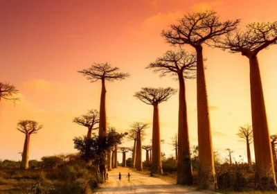 Mistakes Tourists Make When Visiting Madagascar