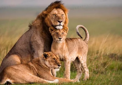 Season to Visit Rwanda