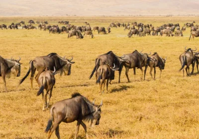 Visiting Tanzania for the First Time