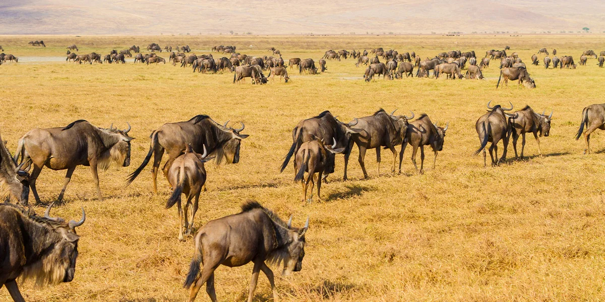 Visiting Tanzania for the First Time