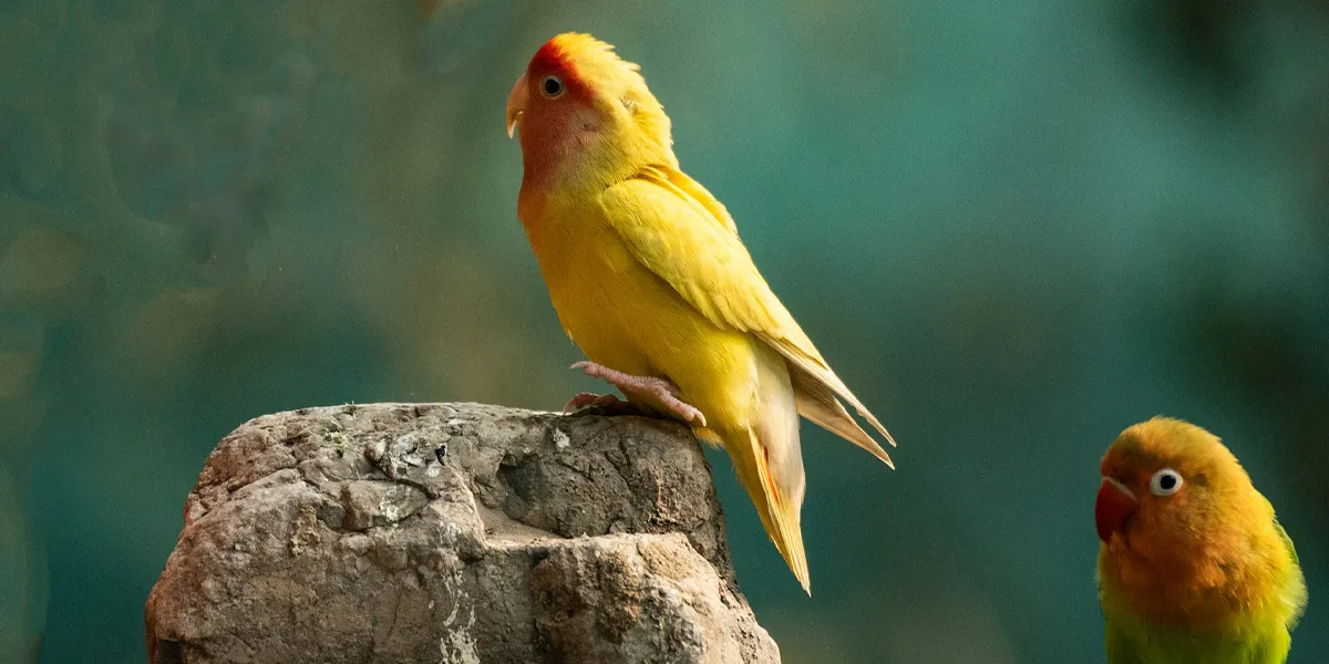 Birdwatching and Nature Photography 