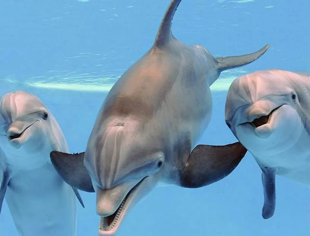 Dolphin and Snorkeling Tour in Muscat