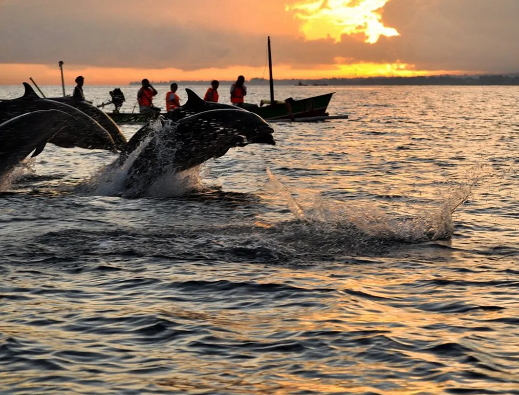 Dolphin Watching Tour in Oman