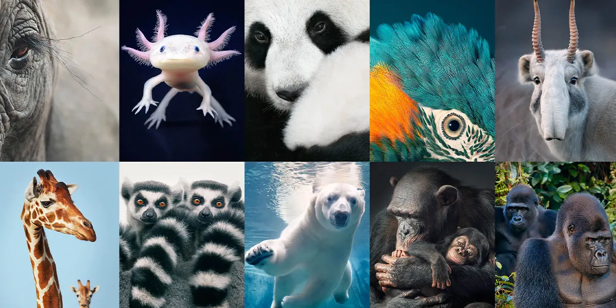 Endemic Species and Rare Animals