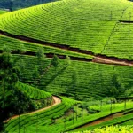 Hill Stations to Visit in Kerala
