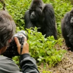 Gorilla Trekking in Rwanda