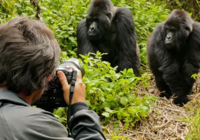Gorilla Trekking in Rwanda