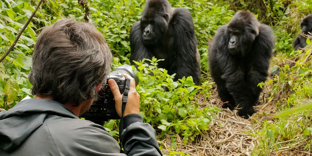 Gorilla Trekking in Rwanda