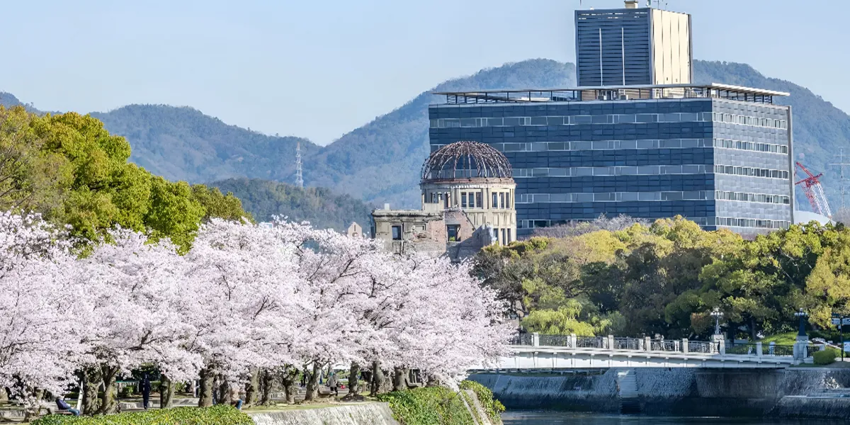 Cherry Blossoms in Japan