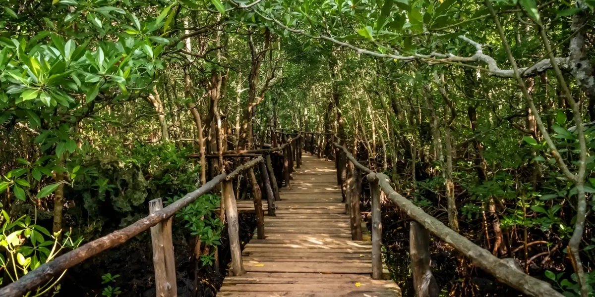 Jozani Forest Zanzibars Famous National Park