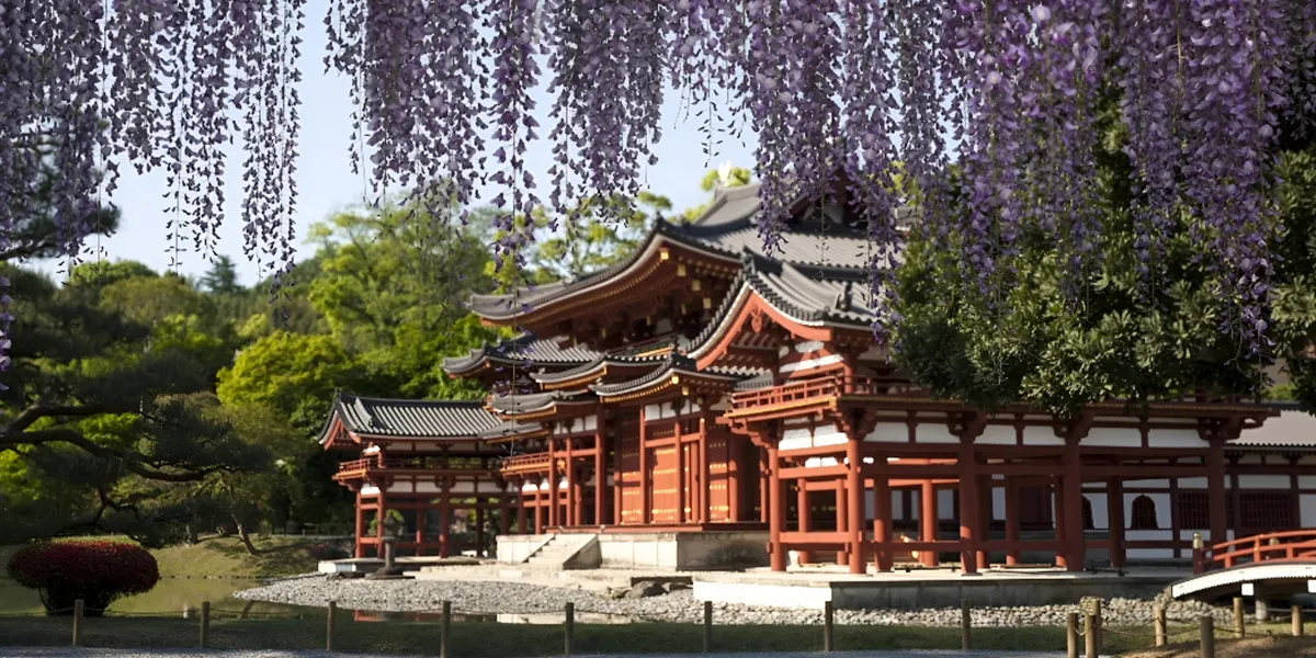 Cherry Blossoms in Japan