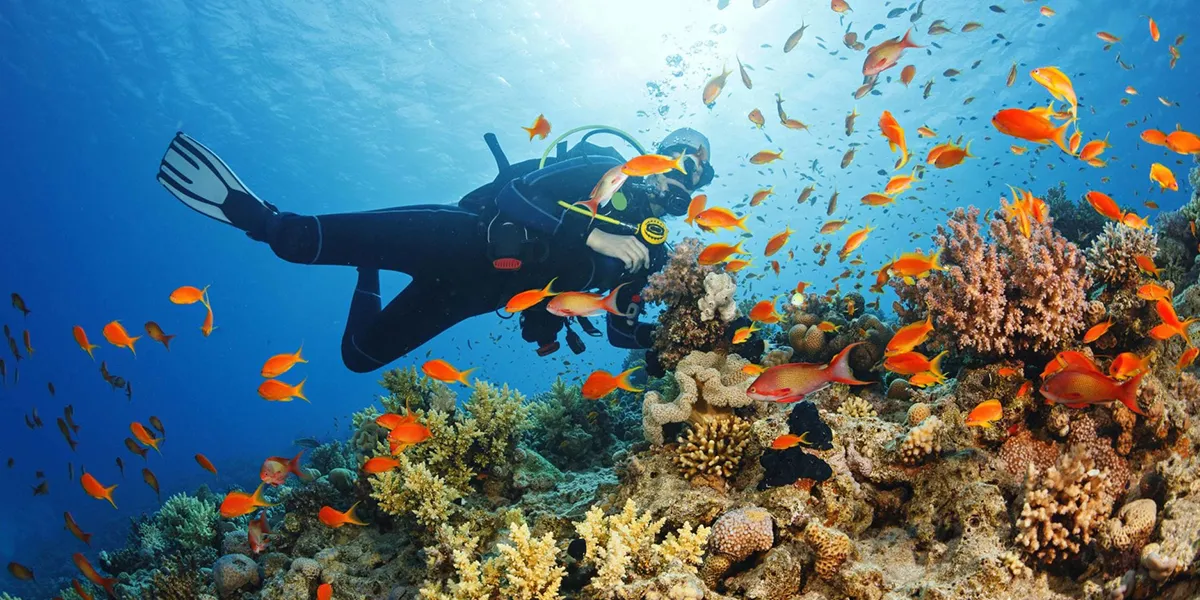 Mnemba Island A Paradise for Snorkeling