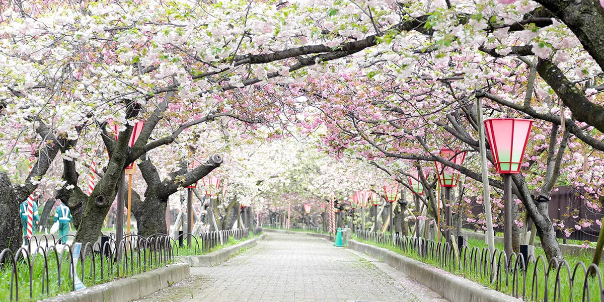 Cherry Blossoms in Japan