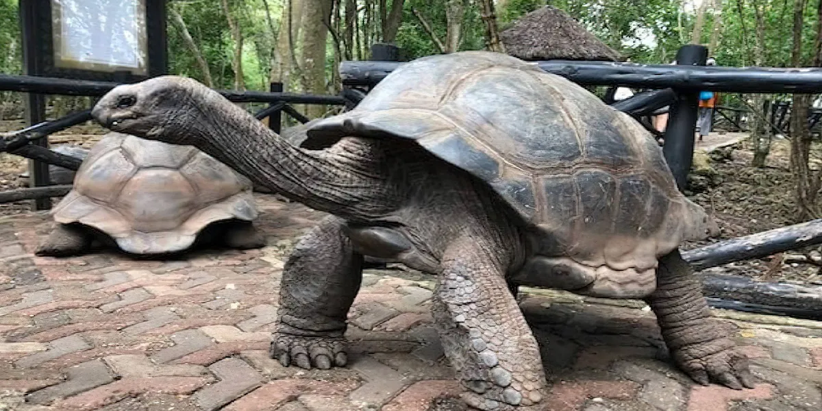 Prison Island Home of Giant Tortoises