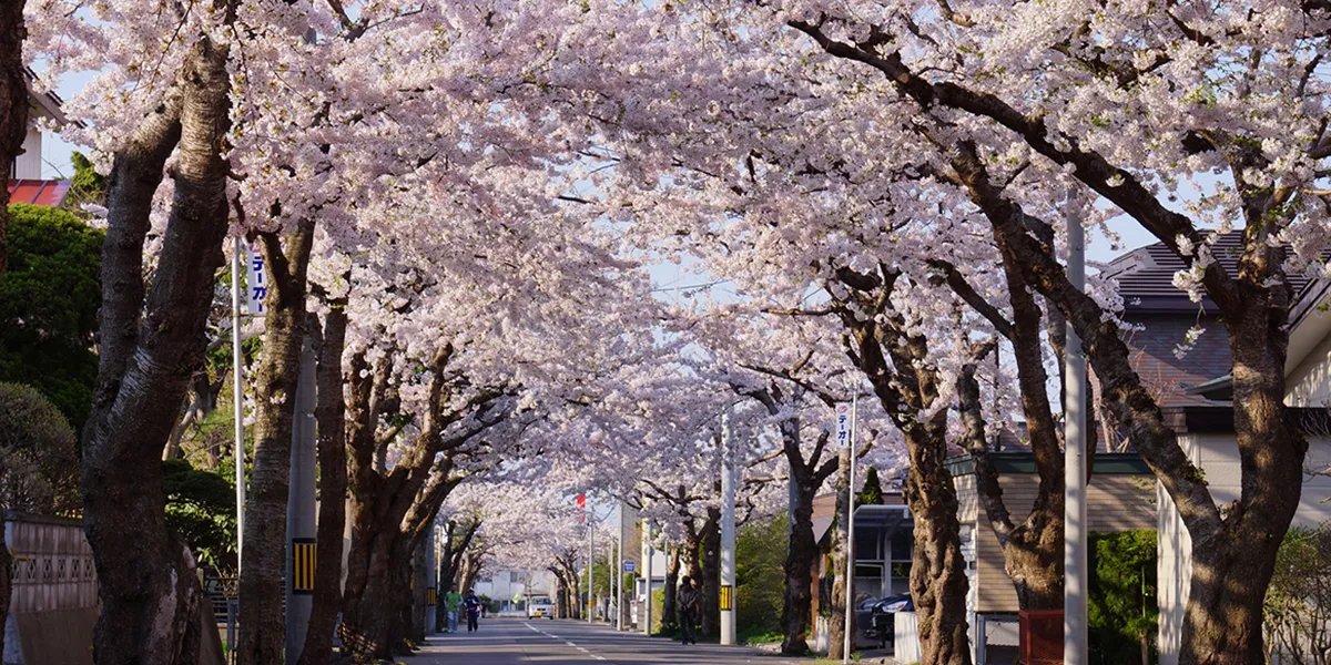 Cherry Blossoms in Japan