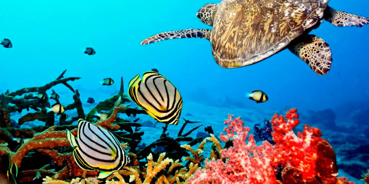 Snorkeling and Scuba Diving