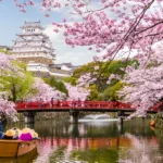 Cherry Blossoms in Japan
