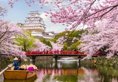 Cherry Blossoms in Japan