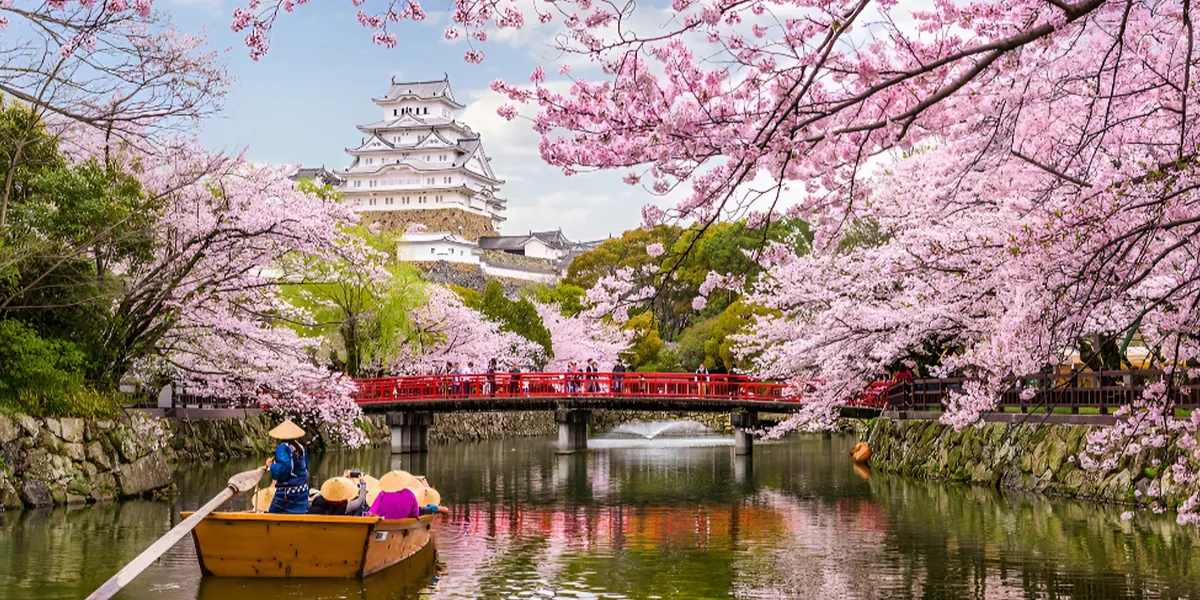 Cherry Blossoms in Japan