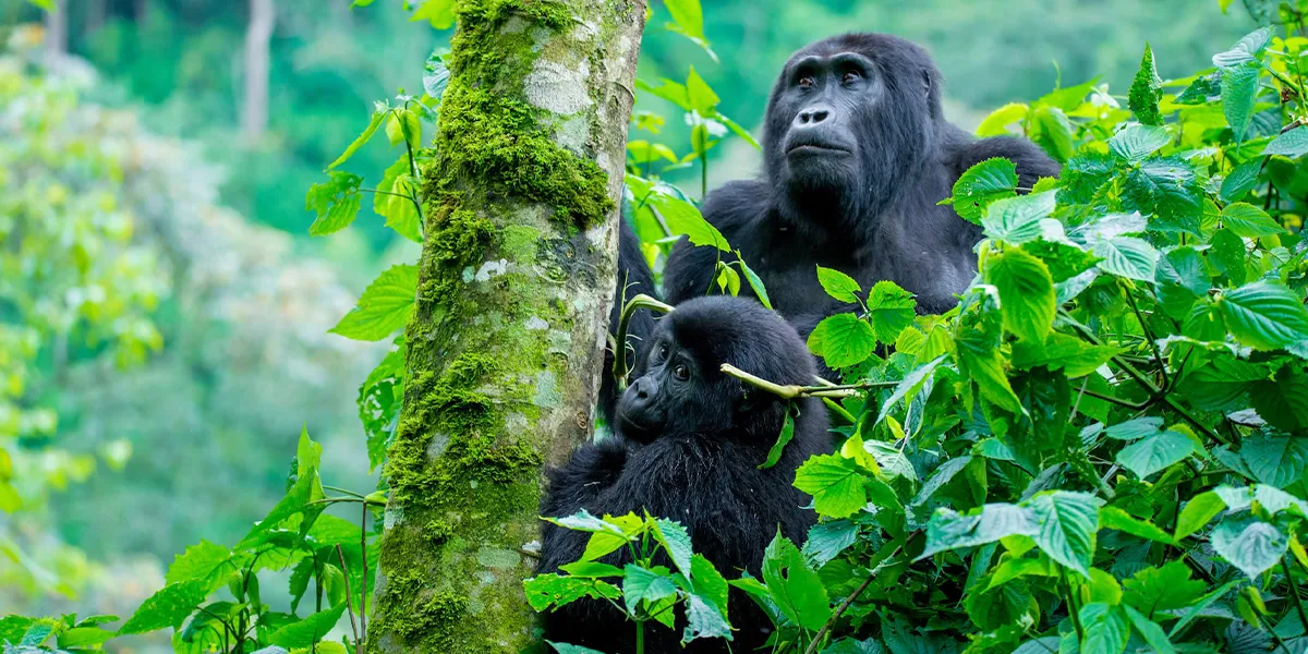 Wildlife Safaris in Uganda