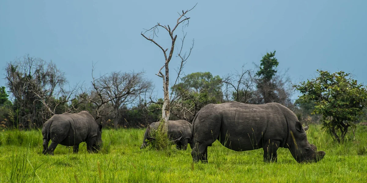 Ziwa Rhino Sanctuary