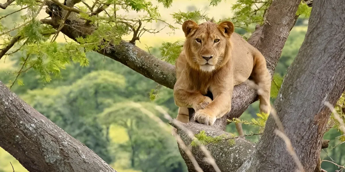 Wildlife Safaris in Uganda