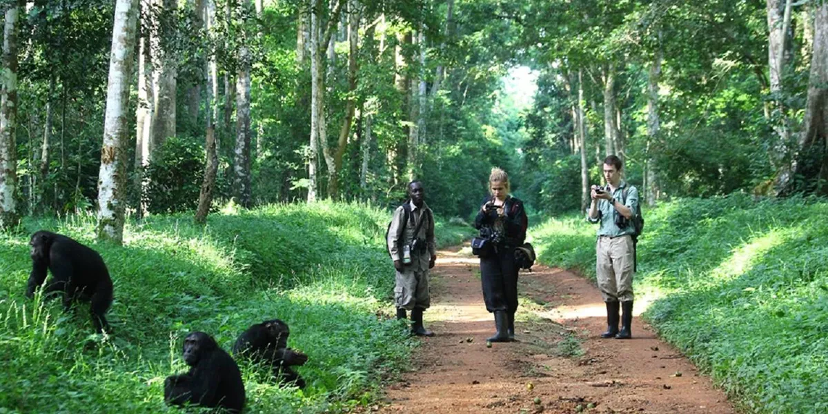 Kibale Forest National Park