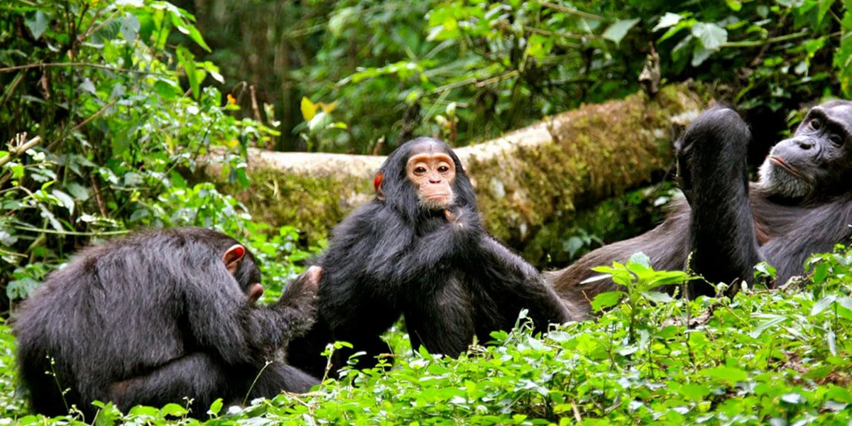  Kibale National Park