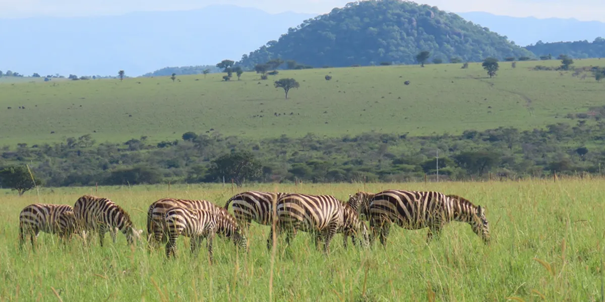 Kidepo Valley National Park