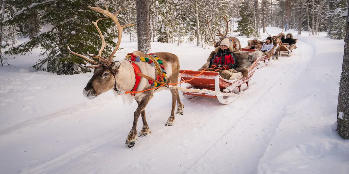 Reindeer Sleigh Rides