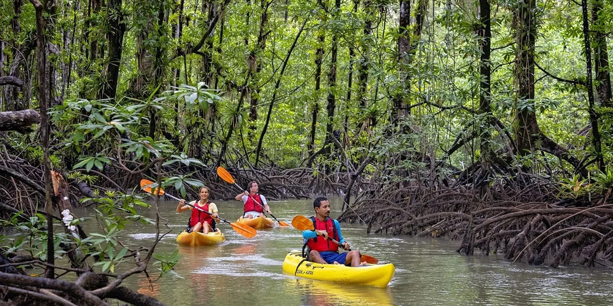 Kayaking Through Mangroves