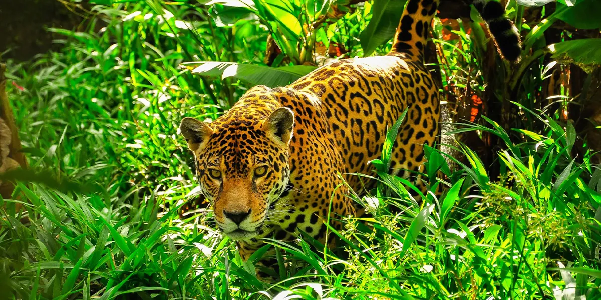 Amazon Rainforest – Wildlife and Jungle Adventures