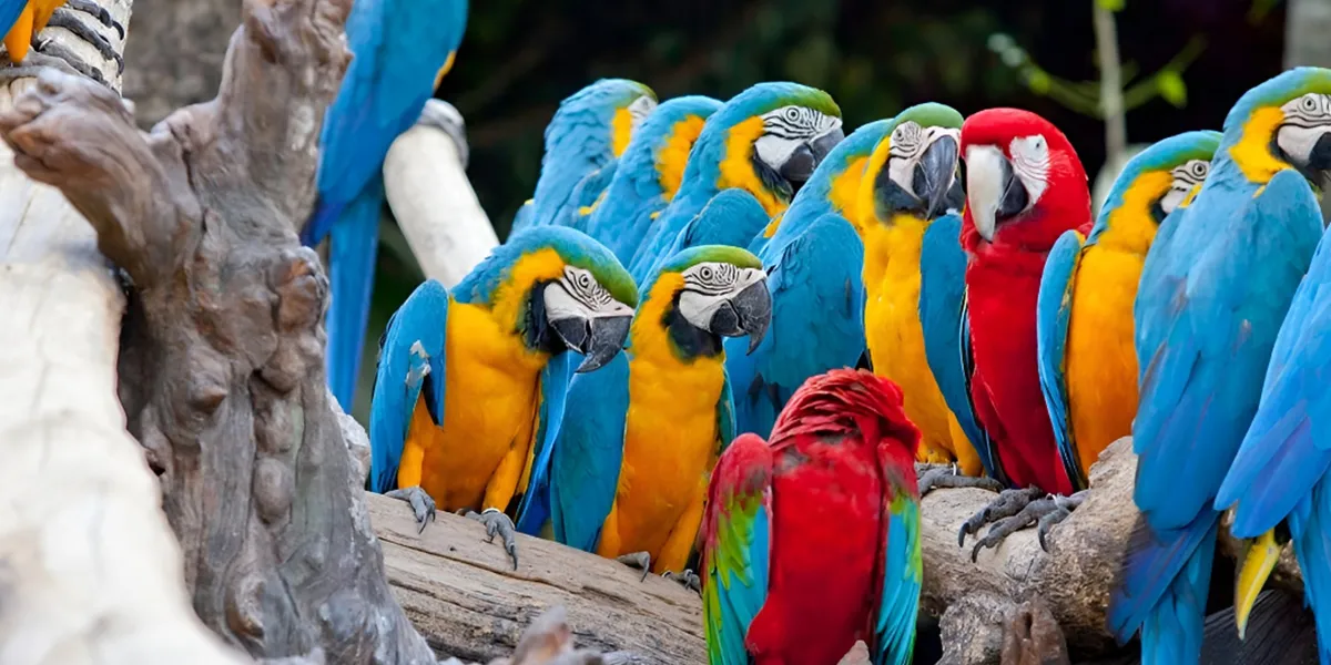 Bali Bird Park – Exotic birds and family-friendly
