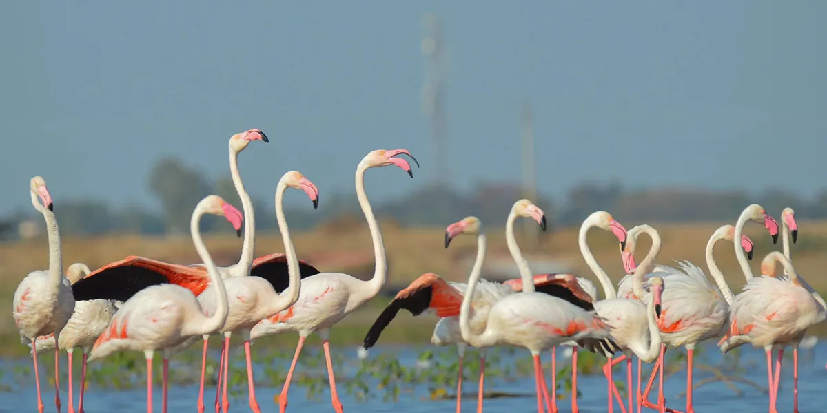 Bird Watching & Wildlife Spotting