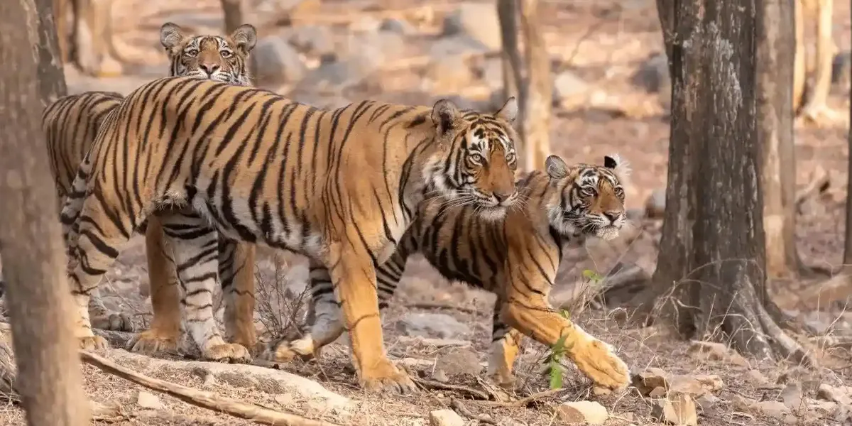 Ranthambore – Wildlife Destination