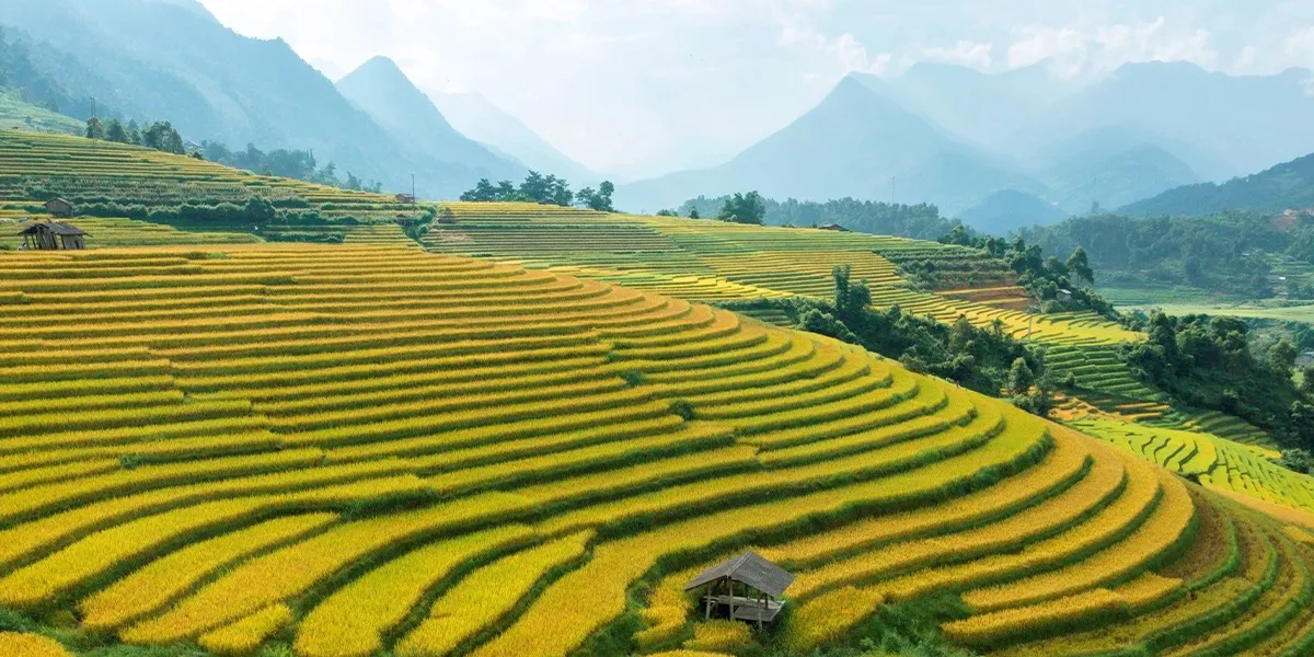 Sapa – Terraced Rice Fields & Mountains