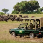 Wildlife Safaris in Uganda