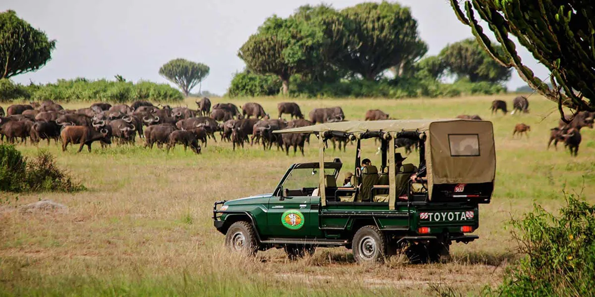 Wildlife Safaris in Uganda