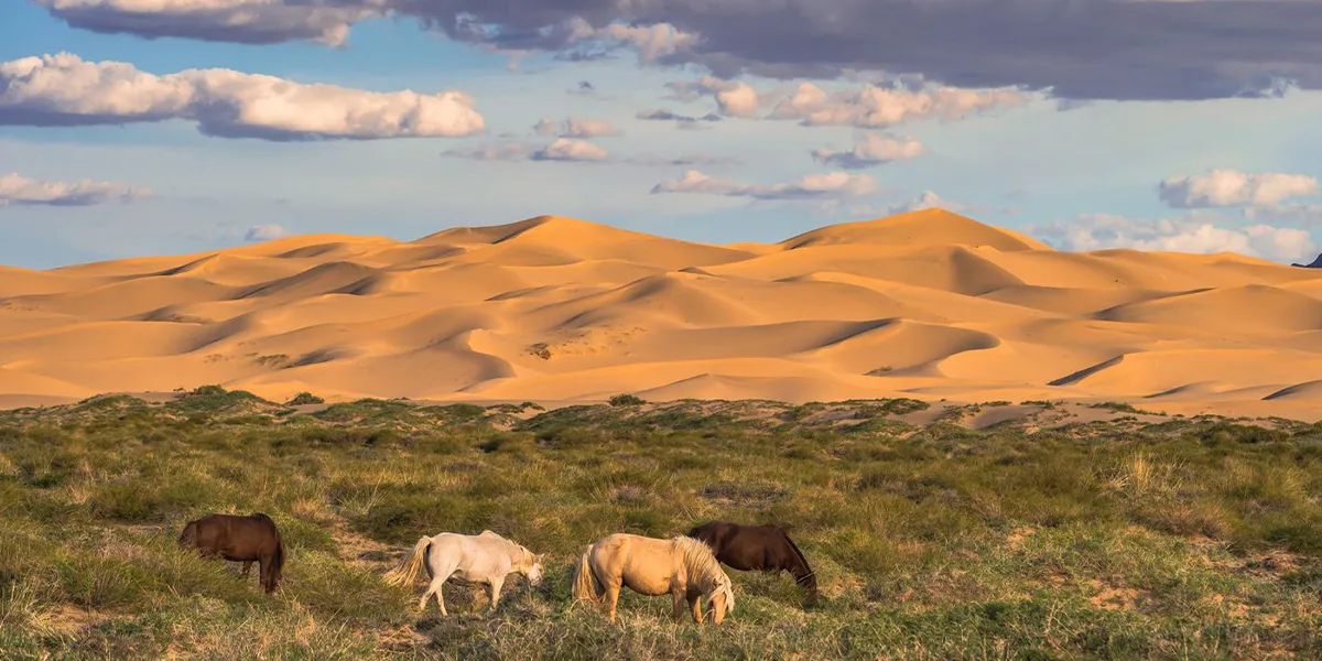 Desert Adventures in Mongolia